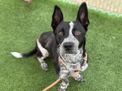 Photo of Pogi, adoptable Queensland Heeler in Phoenix, Arizona