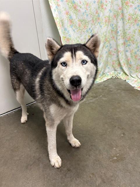 Photo of Finny, adoptable Husky in Rosenberg, Texas