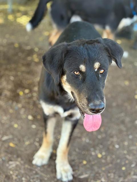 Photo of Sasha, adoptable German Shepherd Dog in Visalia, California
