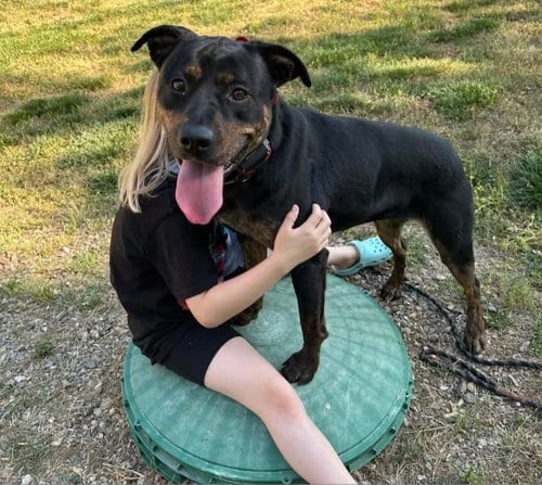 Photo of Shannon, adoptable Rottweiler in Roswell, Georgia