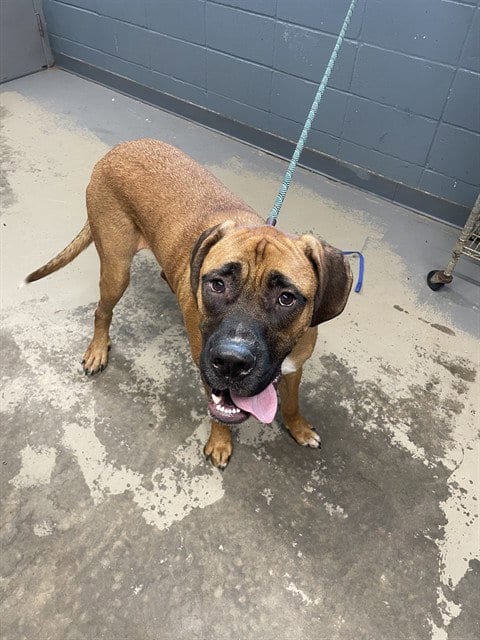 Photo of Gunner, adoptable Saint Bernard in Tallahassee, Florida