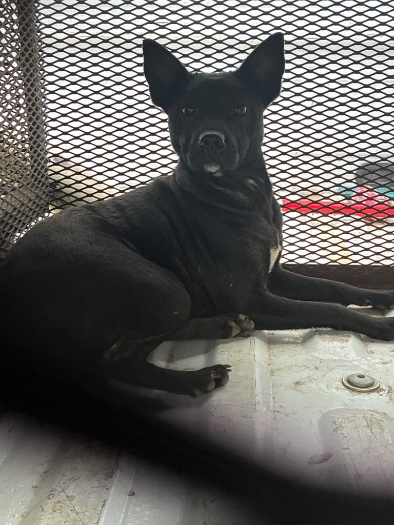 Photo of Lilo, adoptable Mixed Breed in Chickamauga, Georgia