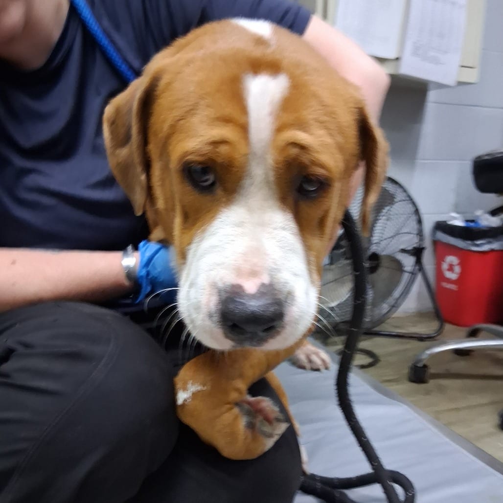 Photo of Dumpling, adoptable Mixed Breed (Large) in Summerville, South Carolina