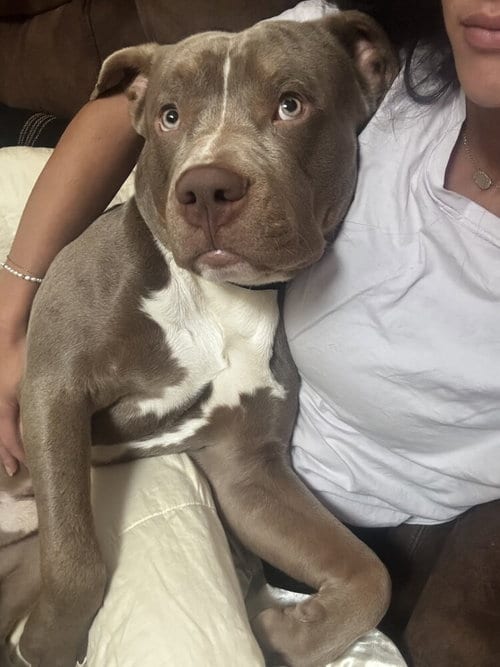 Photo of King, adoptable American Pit Bull Terrier in Springdale, Pennsylvania