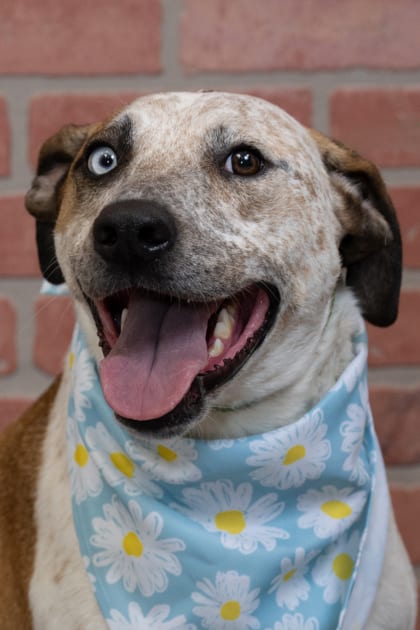 Photo of Maven, adoptable American Blue Heeler/Mix