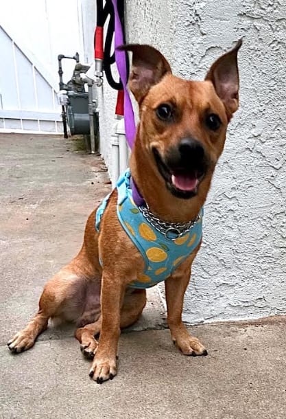 Photo of Felix, adoptable Corgi in San Diego, California