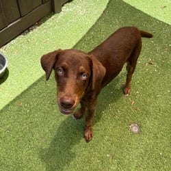 Photo of Aubrey Kate 3374, adoptable Doberman Pinscher Mixed Breed (Medium) in Loxahatchee, Florida