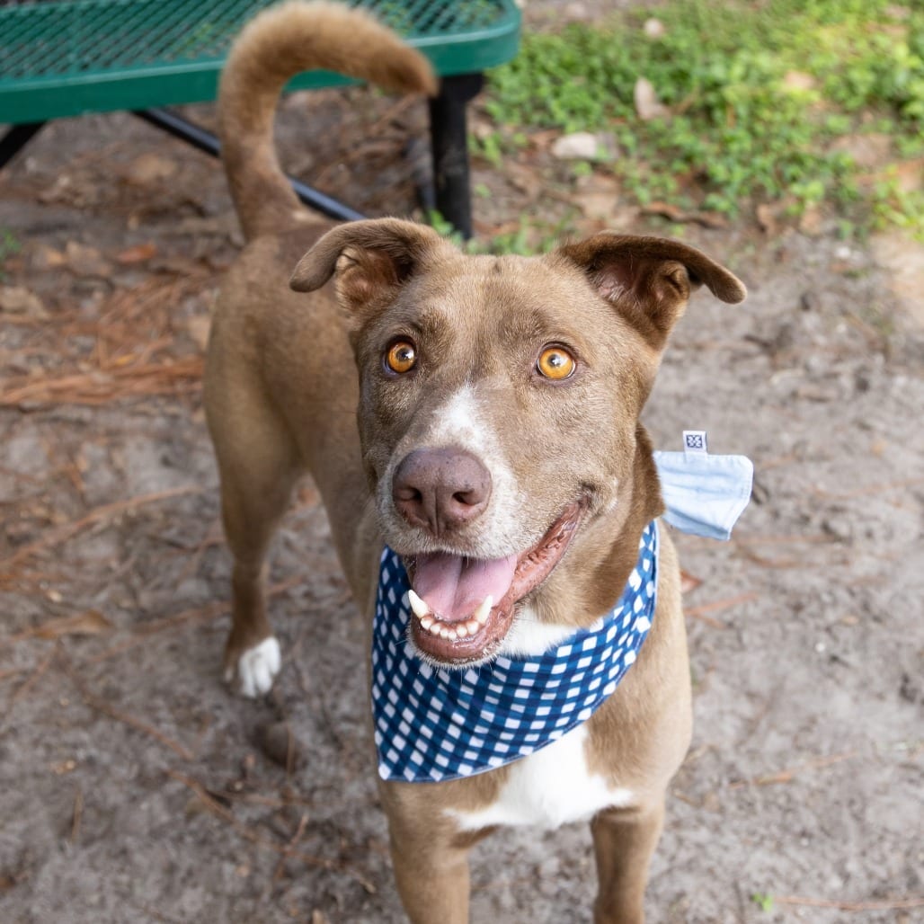 Photo of Steve, adoptable Mixed Breed (Large) in Gainesville, Florida