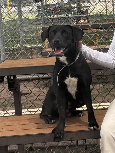 Photo of Wendy, adoptable Labrador Retriever in Houston, Texas