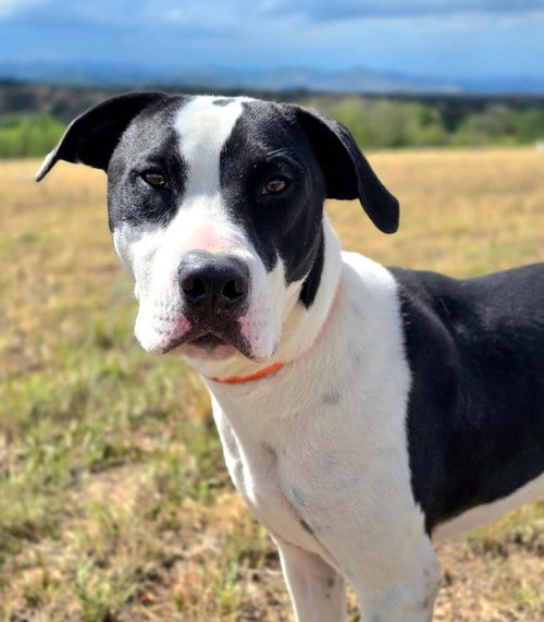 Photo of Soda Pop, adoptable American Bulldog in Sedalia, Colorado