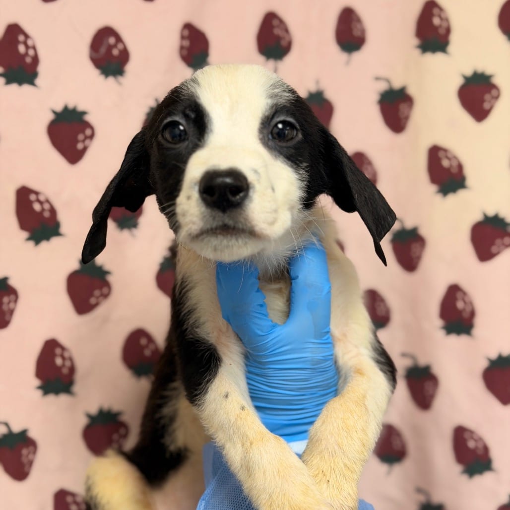 Photo of Lemmy, adoptable Terrier / Mix in San Antonio, Texas