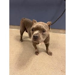 Photo of Penelope, adoptable American Bulldog in Doral, Florida
