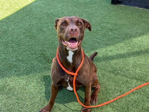 Photo of Pidgey, adoptable Labrador Retriever in Orange, California