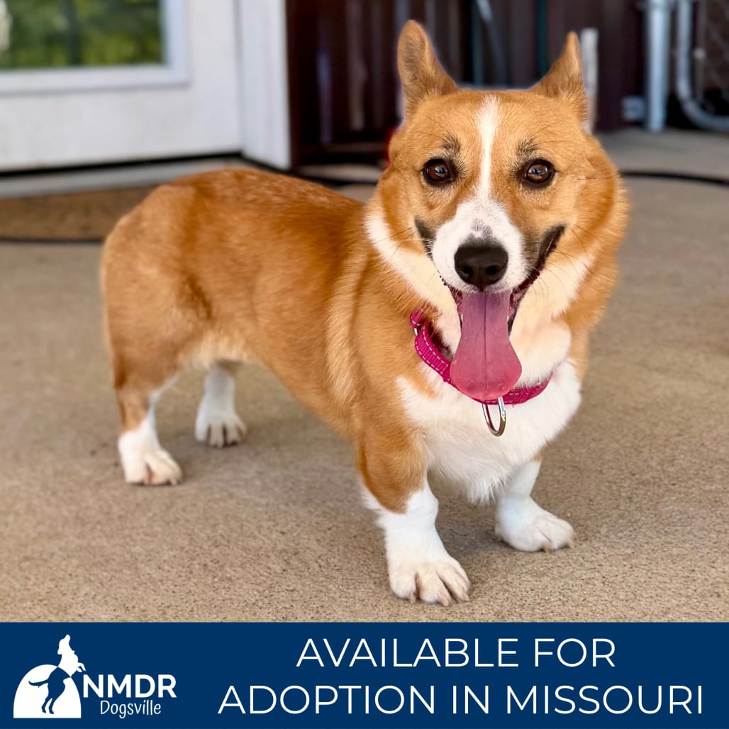 Photo of Crystal Anne - Missouri (S26-121), adoptable Corgi, Pembroke Welsh in Colorado Springs, Colorado