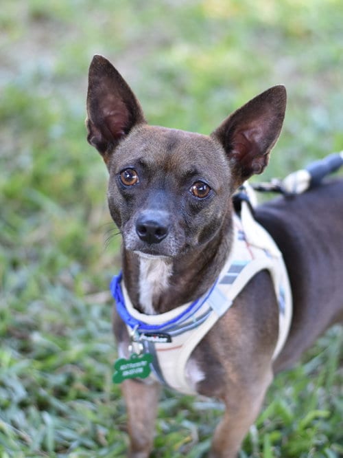 Photo of Daisy, adoptable Dachshund in Montgomery, Texas