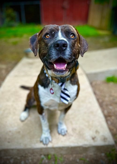 Photo of Bosco, adoptable Pit Bull Terrier in Nashville, Tennessee