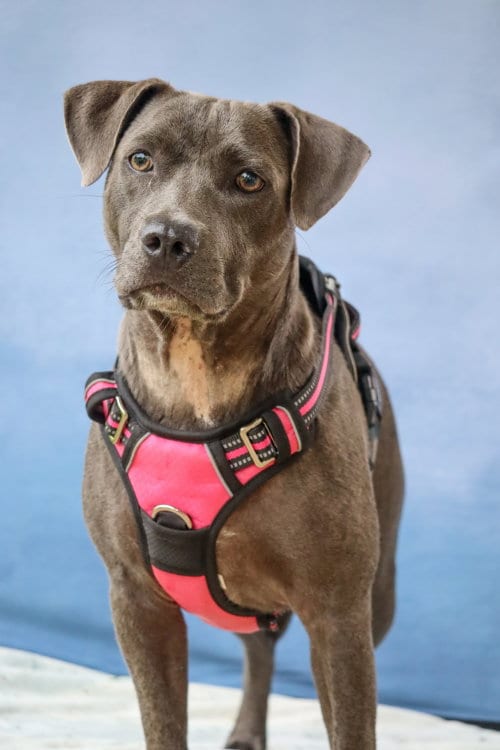 Photo of Demi, adoptable Terrier in Greenville, South Carolina