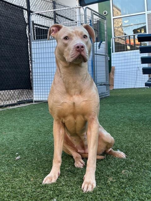 Photo of Stormy, adoptable Pit Bull Terrier in Dallas, Texas