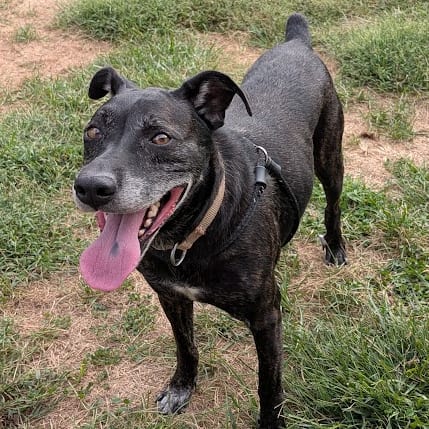 Photo of Sergeant, adoptable Retriever, Labrador / Mix in Boonville, Missouri