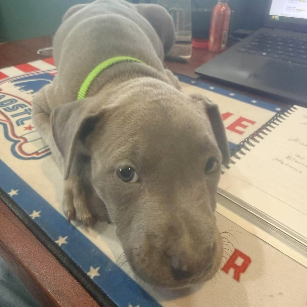 Photo of Rabicano (Horse Pup), adoptable Mixed Breed (Medium) in St. Louis, Missouri