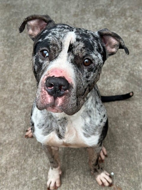 Photo of Neptune, adoptable American Pit Bull Terrier in Chicago, Illinois