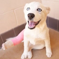 Photo of Fluff, adoptable Husky Terrier (Unknown Type, Medium) in Apple Valley, California