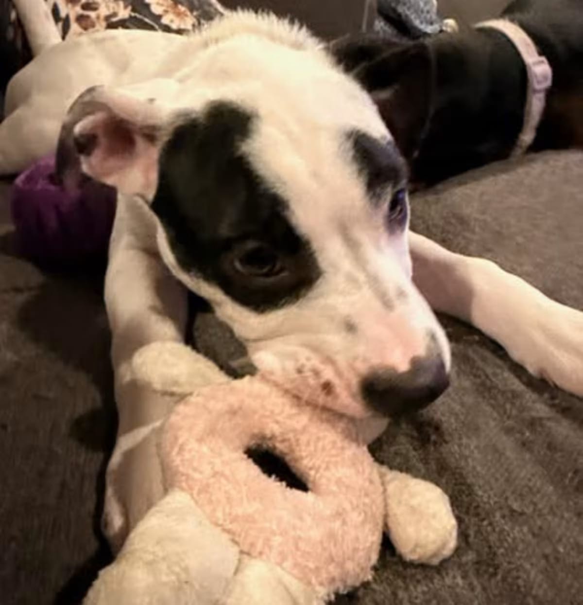 Photo of Atlas, adoptable Labrador Retriever Pit Bull Terrier in Salem, Oregon