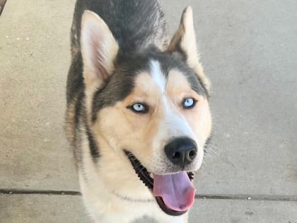 Photo of Specter HW+, adoptable dog in Georgetown, Texas