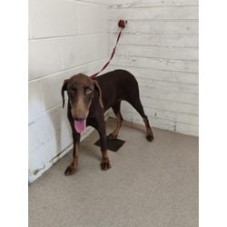 Photo of Mazapan, adoptable Doberman Pinscher in San Bernardino, California
