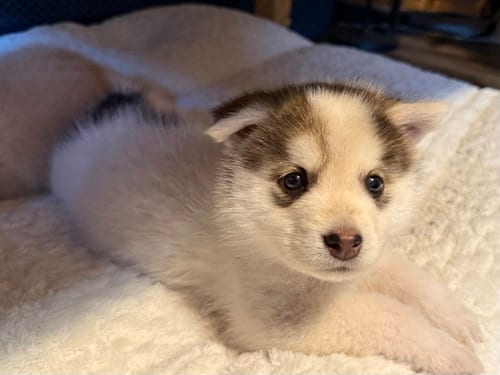 Photo of White puppy - Cassidy, adoptable Siberian Husky in Cedar Crest, New Mexico