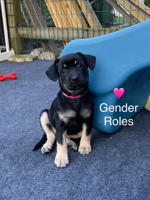 Photo of Gender Roles, adoptable Chihuahua in Newark, Delaware