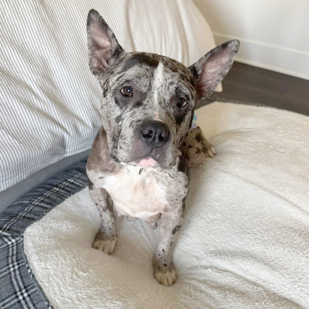 Photo of Pollock, adoptable Mixed Breed (Medium) in St. Louis, Missouri