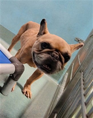 Photo of Antonio, adoptable French Bulldog in Baldwin Park, California