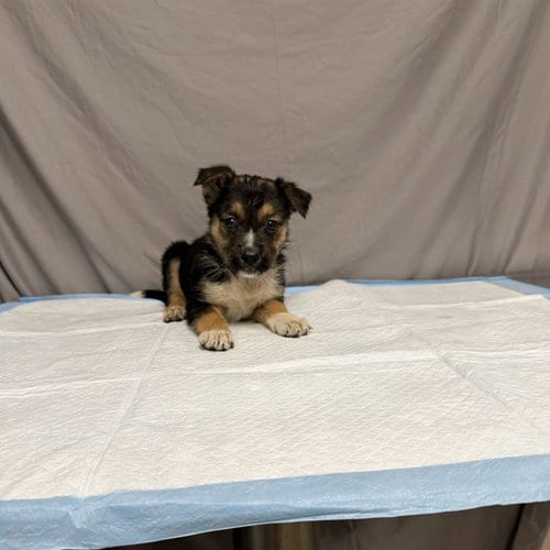 Photo of Matilda, adoptable German Shepherd Dog in Agoura, California