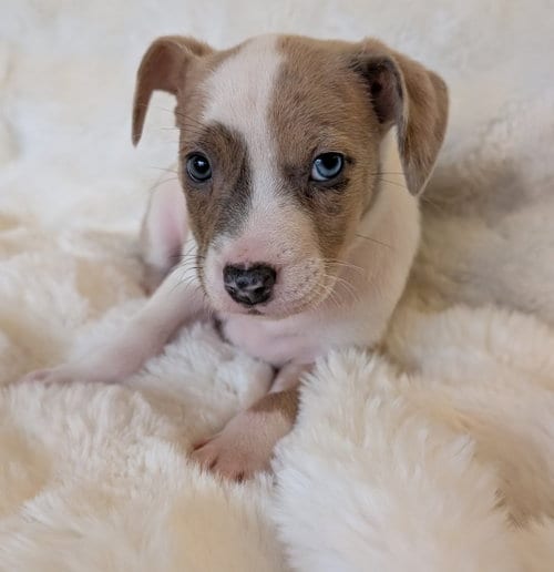 Photo of Nessa, adoptable Australian Cattle Dog/Blue Heeler in Brooklyn Center, Minnesota