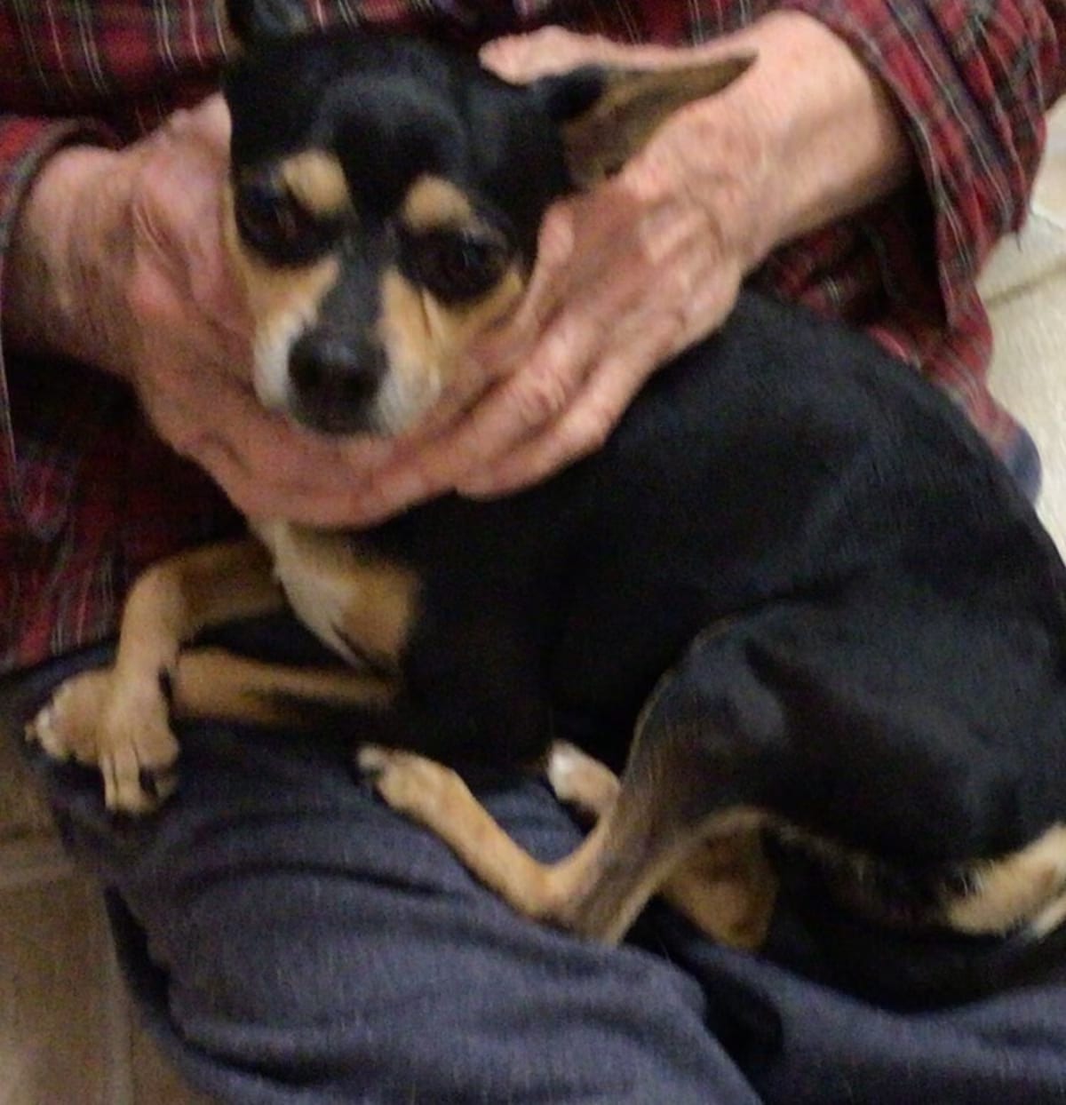 Photo of Blackie, adoptable Chihuahua in Gretna, Florida