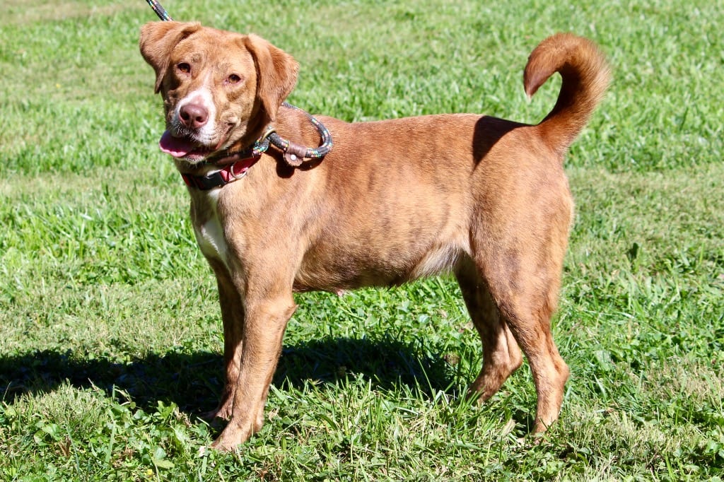 Photo of Lil Bit, adoptable Mixed Breed in Brazil, Indiana