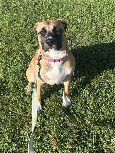 Photo of Coco, adoptable Mastiff in Center Township, Pennsylvania