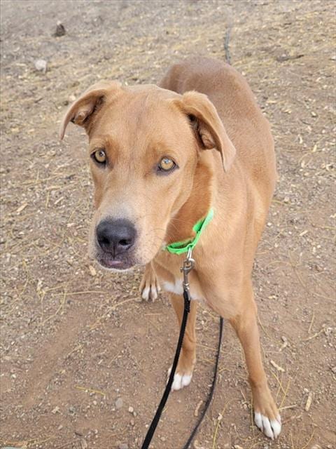 Photo of Amber Aka Bami, adoptable dog