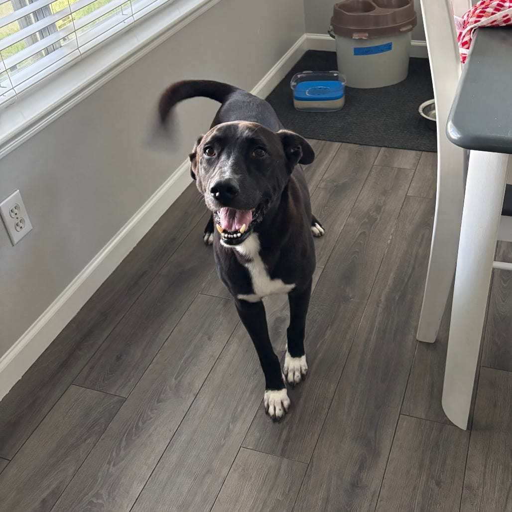 Photo of Smurf, adoptable Retriever, Labrador in Houston, Texas