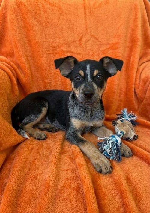 Photo of Shiner, adoptable Australian Cattle Dog/Blue Heeler in Genesee, Wisconsin