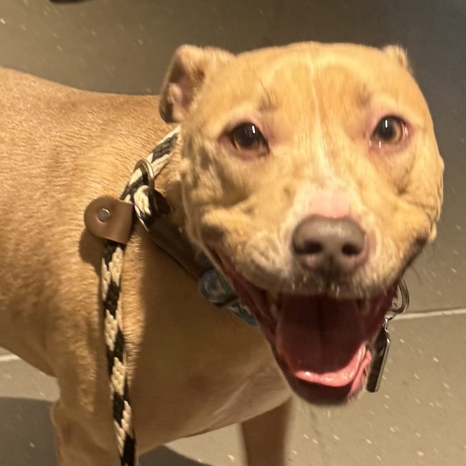 Photo of Ghostface (Scream pup), adoptable Mixed Breed (Small) in St. Louis, Missouri
