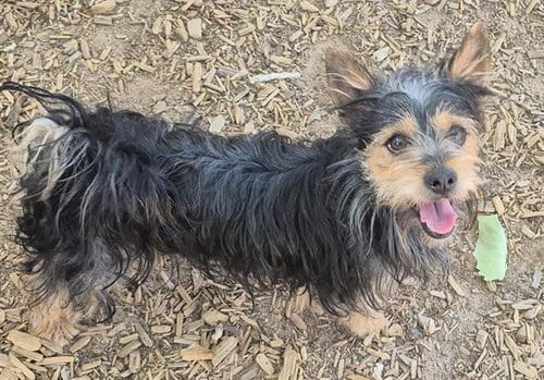 Photo of Lucky, adoptable Yorkshire Terrier Yorkie in Albuquerque, New Mexico