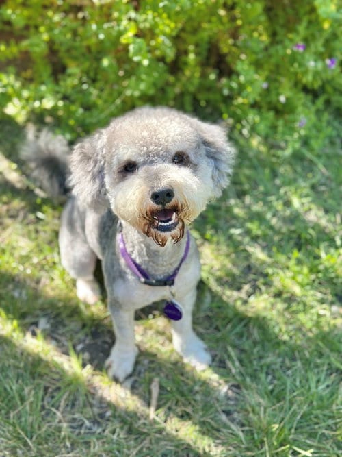 Photo of Little Wolf Camp, adoptable Poodle (unknown type) in Pittsburg, California