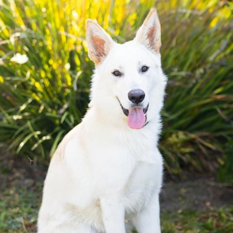 Photo of Appa, adoptable German Shepherd Dog in Camarillo, California