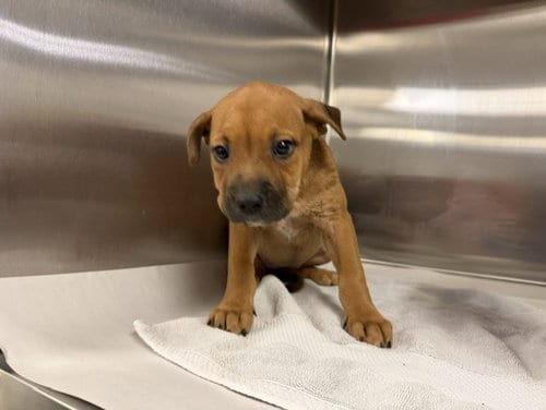 Photo of Ducky, adoptable Labrador Retriever in Miami, Florida