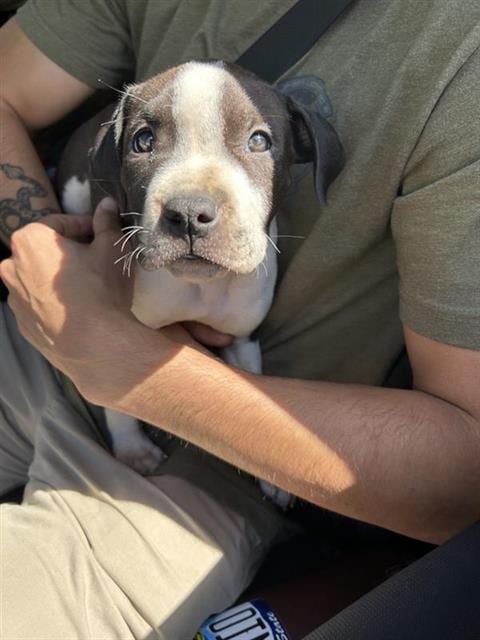 Photo of Beefaroni, adoptable American Staffordshire Terrier in San Antonio, Texas