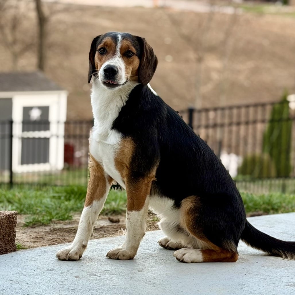 Photo of Buddy Boy, adoptable Mixed Breed (Medium) in St. Louis, Missouri