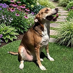 Photo of Meggie, adoptable Chihuahua Beagle in Pittsfield, Illinois