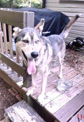 Photo of Butler, adoptable Siberian Husky in Statesville, North Carolina